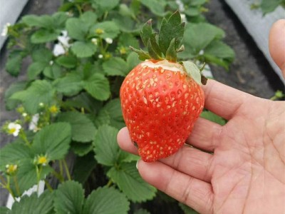 脱毒草莓苗基地 批发红颜 奶油草莓苗 妙香草莓苗图3
