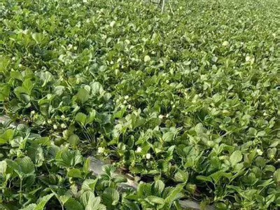 脱毒草莓苗基地 批发红颜 奶油草莓苗 妙香草莓苗图5