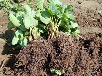 脱毒草莓苗基地 批发红颜 奶油草莓苗 妙香草莓苗图2