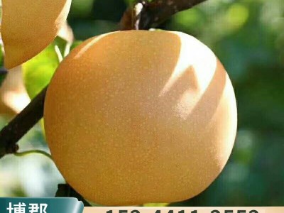 出售嫁接梨树苗 粗度5公分以上梨树 秋月梨苗 现挖现卖图3