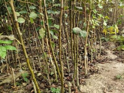 出售嫁接梨树苗 粗度5公分以上梨树 秋月梨苗 现挖现卖图5