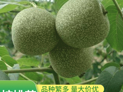 嫁接核桃苗批发 核桃树苗薄皮盆栽地栽 南北方种植庭院果树苗图2