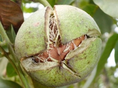 嫁接核桃苗批发 核桃树苗薄皮盆栽地栽 南北方种植庭院果树苗图5