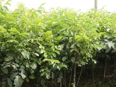 嫁接核桃苗批发 核桃树苗薄皮盆栽地栽 南北方种植庭院果树苗图4