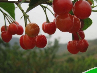 樱桃树苗 早大果樱桃苗产量高 成熟早 提供种植技术 大樱桃苗图5