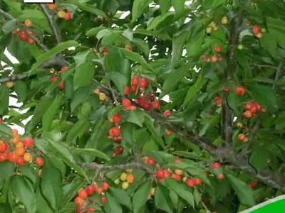 现货出售樱桃树苗 批发直供果大核小樱桃苗 桃树石榴柿子李子图5