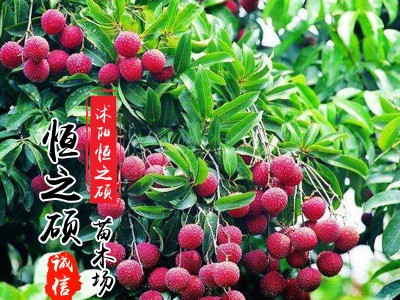 果树苗木基地 杨梅苗 嫁接苗 东魁杨梅 当年结果图4