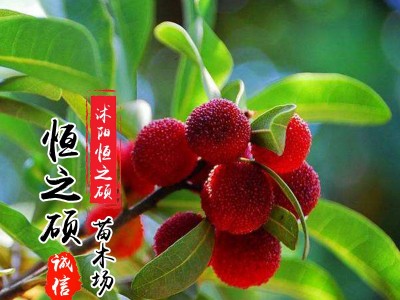 果树苗木基地 杨梅苗 嫁接苗 东魁杨梅 当年结果图2