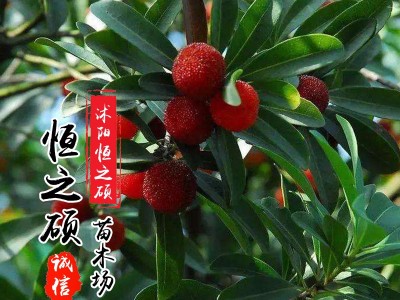 果树苗木基地 杨梅苗 嫁接苗 东魁杨梅 当年结果图3