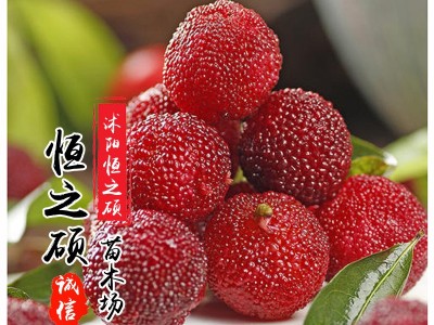 果树苗木基地 杨梅苗 嫁接苗 东魁杨梅 当年结果图5