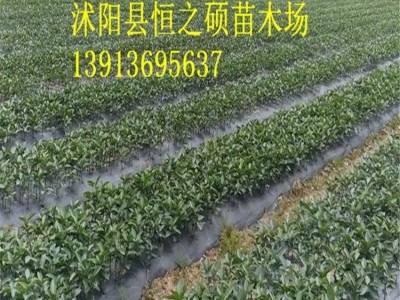 苗木基地直销 果树苗木 杨梅苗 嫁接苗 东魁杨梅 量大优惠图5