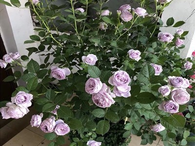 月季花花卉果汁阳台玫瑰花苗天方夜谭灌木盆栽四季花卉浓香欧月图4