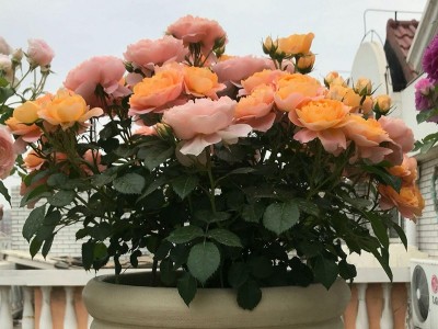 月季花花卉果汁阳台玫瑰花苗天方夜谭灌木盆栽四季花卉浓香欧月图3