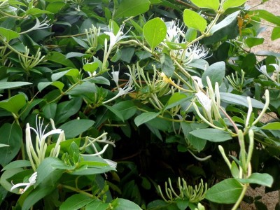 云南哀牢山金银花金银花花茶泡水喝宝宝洗澡100克图2
