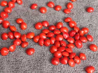 相思豆红豆 红心血菩提原籽红豆批发 海红豆 相思红豆菩提子图2