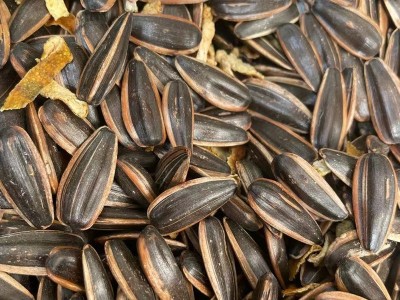 陈皮瓜子批发 内蒙古葵花籽办公室休闲零食大颗粒瓜子500g/袋瓜子图2