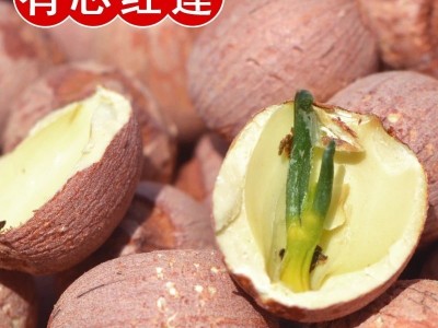 莲子批发药食同源带芯红莲子500克干货生莲子网红红皮带芯莲子图2