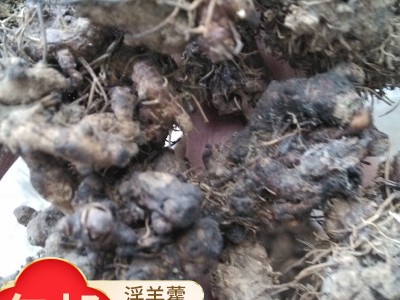 农家自产箭心叶淫羊藿新货供应仙灵脾批发3公斤包邮图2