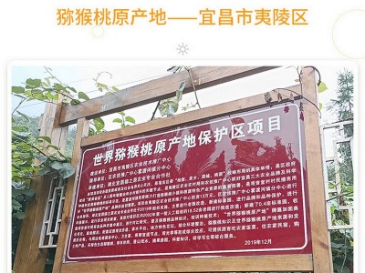 宜昌产地直发绿心米良猕猴桃新鲜当季应季猕猴桃奇异果散装批发图2