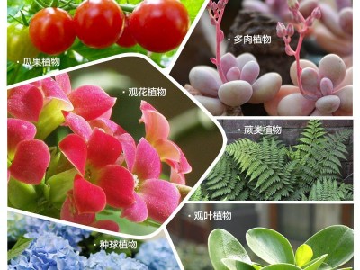 史丹利大量元素水溶肥高氮高磷高钾氮肥磷肥钾肥通用复合肥100克图5