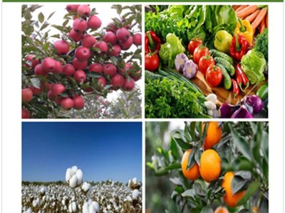 蔬蓝钙果树蔬菜裂果脐腐苦痘病抗日灼中量元素水溶肥正品批发图5