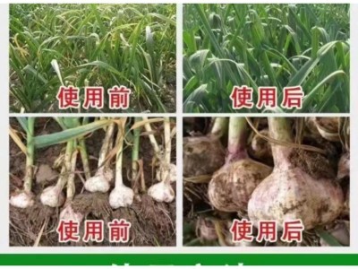 葱姜蒜韭黄叶干尖专用 科利隆乐司令大蒜紫斑锈病白斑花叶图3