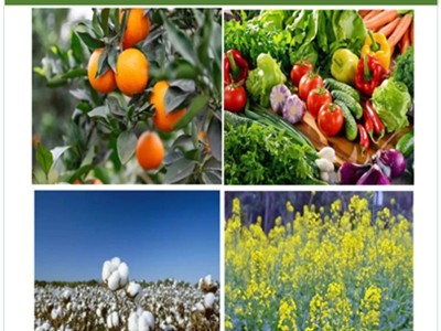 澎靓液体硼肥 果树油菜棉花保花保果农用硼肥中量元素水溶肥图4