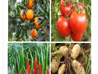 实佳护农亚磷酸钾果树蔬菜水稻花卉通用膨大着色大量元素水溶肥图4