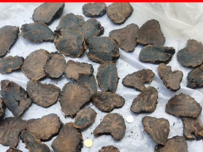 漠缘厂家直销内蒙古锁阳阿拉善肉苁蓉秋冬季肉苁蓉片批发零售图3