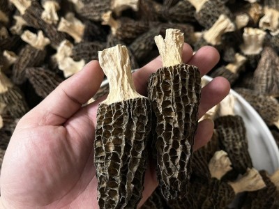 云南头茬头期剪脚短柄细纹厚肉250g酒店餐饮菌菇煲汤食材干羊肚菌图4