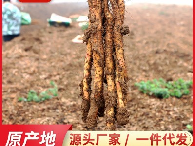 铁棍山药河南焦作垆土铁棍山药产地批发非淮山药一件代发怀 山药图2