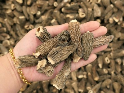羊肚菌 羊肚菌干货 全剪柄4-6公分 云南农副产品 产地直销图5