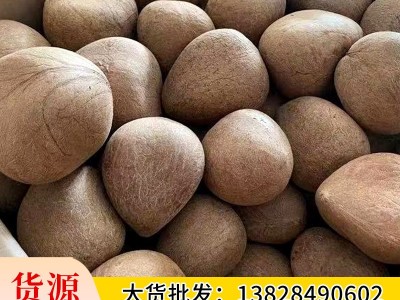 海南老椰子椰子皇小椰子海椰皇干椰子肉海底椰王炖汤椰盅椰子鸡图5