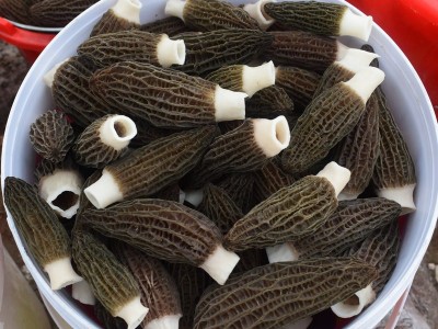 干羊肚菌 煲汤食材食用菌 产地供应500g/袋饱满菌菇晒干羊肚菌图3