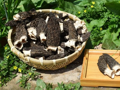 干羊肚菌 煲汤食材食用菌 产地供应500g/袋饱满菌菇晒干羊肚菌图2
