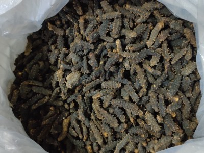 印尼小刺参 纯淡干海参干货 大货批发 足干发货 非即食海参图3