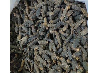印尼小刺参 纯淡干海参干货 大货批发 足干发货 非即食海参图5