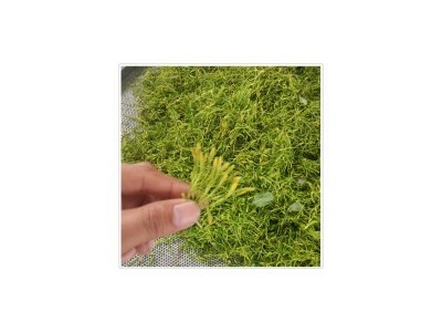 厂家供应微波炉杀青机抑制菌工业微波炉隧道式金银花微波烘干机图5