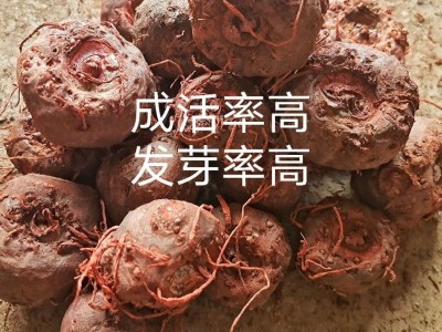 魔力魔芋种子云南10到40克脱水20%提供种植技术签合同包回收图4