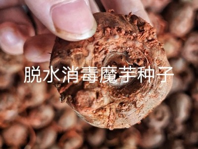 魔力魔芋种子云南10到40克脱水20%提供种植技术签合同包回收图2