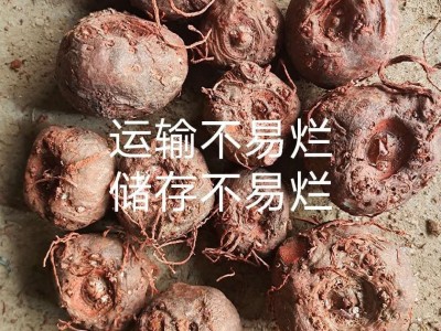 魔力魔芋种子云南10到40克脱水20%提供种植技术签合同包回收图3