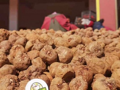 老品种黑杆魔芋一代云南高产魔芋种120粒种籽脱水消毒种球图3