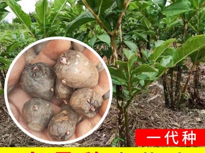 老品种黑杆魔芋一代云南高产魔芋种120粒种籽脱水消毒种球图1