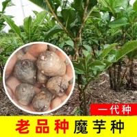 老品种黑杆魔芋一代云南高产魔芋种120粒种籽脱水消毒种球