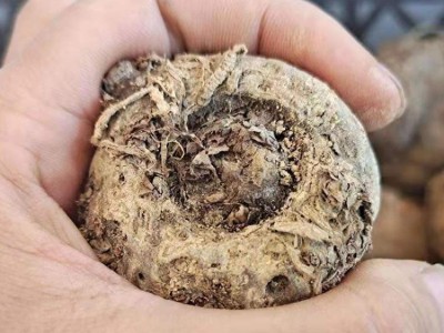 云南老品种黑杆魔芋种子精品二代脱水消毒种球图3