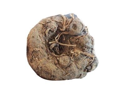 云南老品种黑杆魔芋种子精品二代脱水消毒种球图5