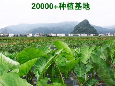 隆尚香芋扇形块新鲜芋头片广西荔浦槟榔芋厂家直批速冻加工芋头肉图3