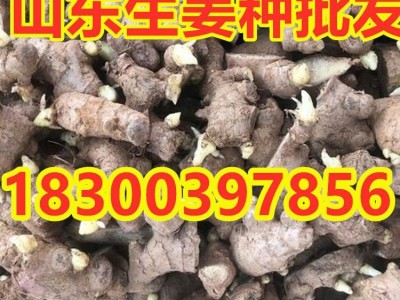 山东生姜种子 小黄姜种 红芽姜种 竹根姜种 品种齐全 亩产高图4