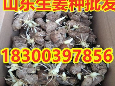 山东生姜种子 小黄姜种 红芽姜种 竹根姜种 品种齐全 亩产高图2