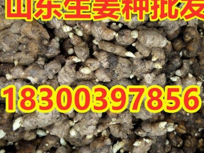 山东生姜种子 小黄姜种 红芽姜种 竹根姜种 品种齐全 亩产高图3